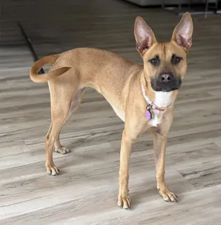 Cali