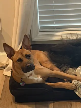 Cali