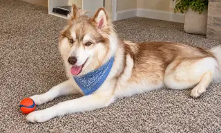 Loki