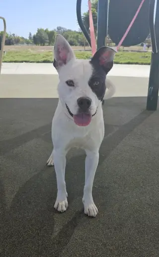 OREO