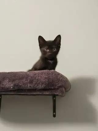 Trevor