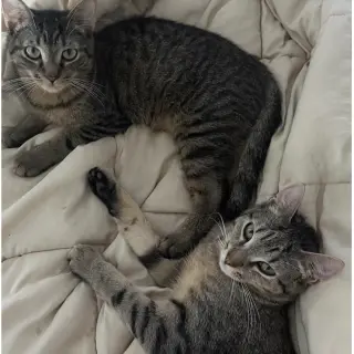 Banza & Rummo
