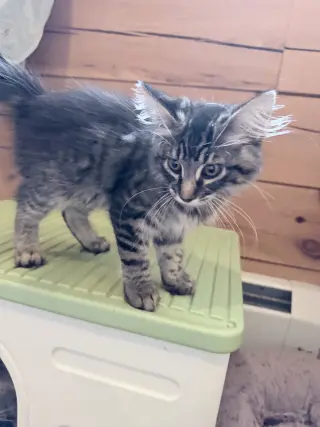 Purrston McBaker