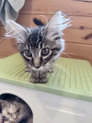 Purrston McBaker