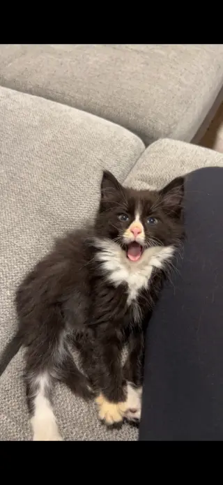 Tux