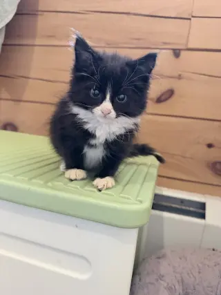 Tux