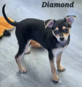 Diamond