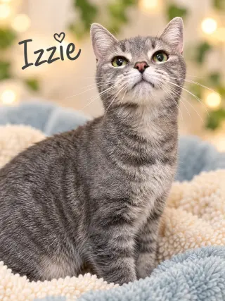 Izzie (FCID# 09/16/2026 - 158) Willow Grove