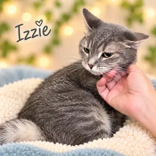 Izzie (FCID# 09/16/2026 - 158) Willow Grove