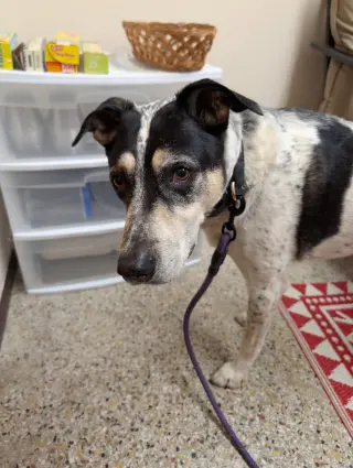 Jack (Bonded with Hunter)