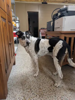 Jack (Bonded with Hunter)