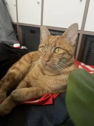 Pumpkin & Cheesy (Courtesy Post)