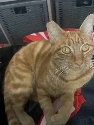 Pumpkin & Cheesy (Courtesy Post)