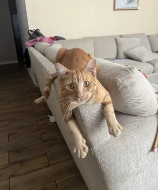 Pumpkin & Cheesy (Courtesy Post)