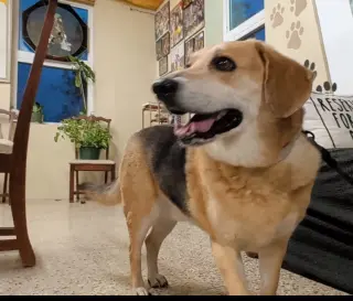 Hunter (Bonded with Jack)