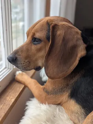 Cooper