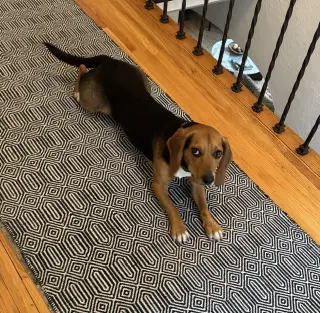 Cooper