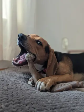 Cooper