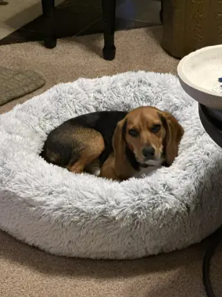 Cooper