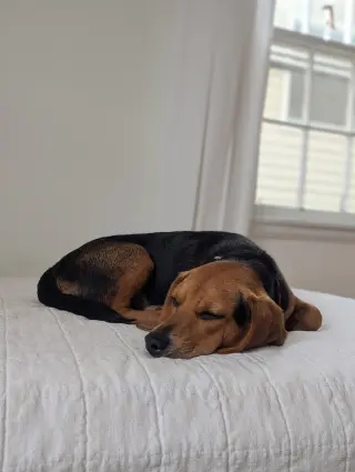 Cooper