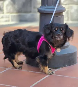 Moana