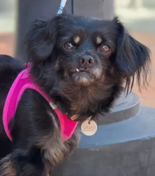 Moana