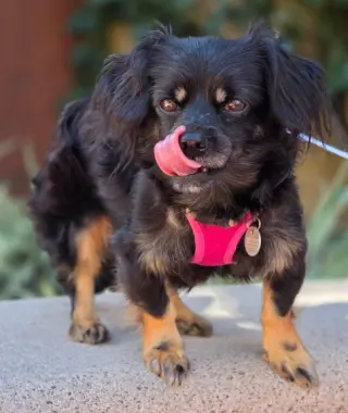 Moana