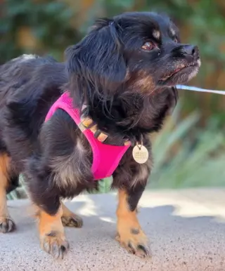 Moana