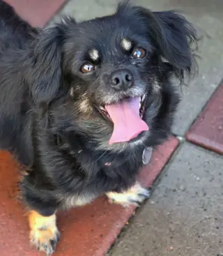Moana