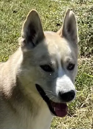 Zephyr