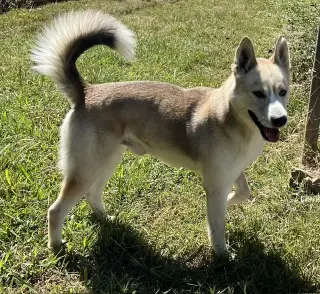 Zephyr