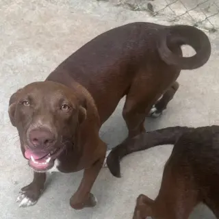 Jasper