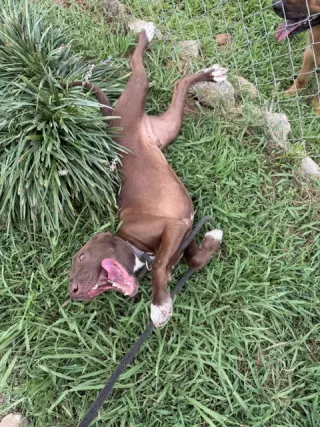 Jasper