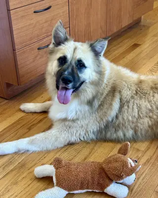 Balto
