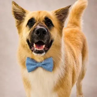 Balto