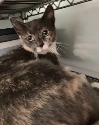 Zoey