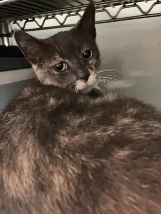 Zoey