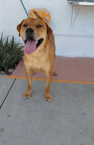 TU