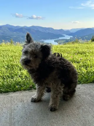 VIEJITO