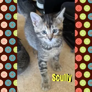 Scully