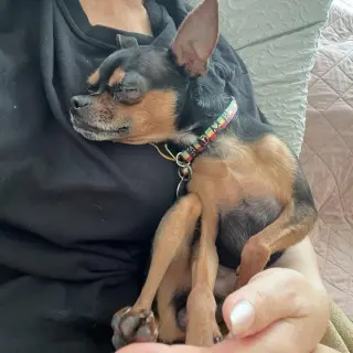 Loki