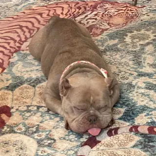 Molly