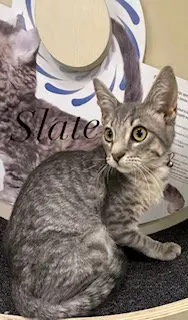 Slate