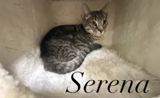 Serena