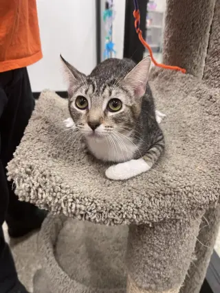 Precious
