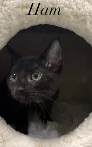 Ham