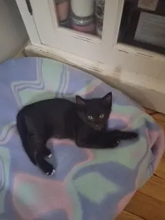 Ham