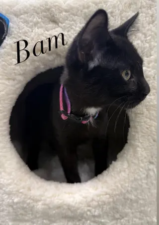 Bambino