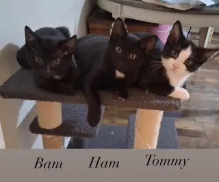 Bambino