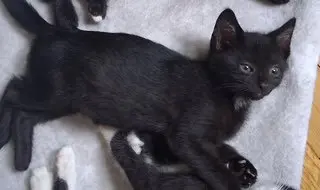 Bambino